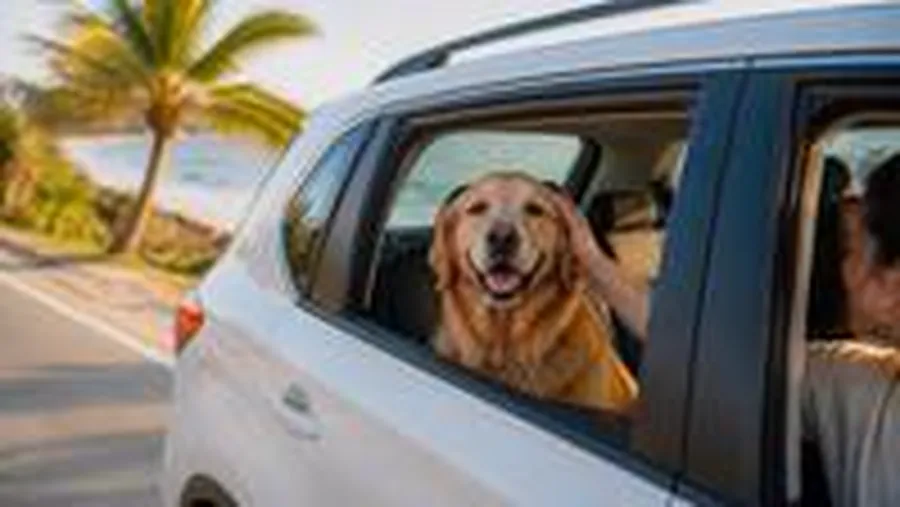 Cachorro no banco de trás do carro, a caminho da praia